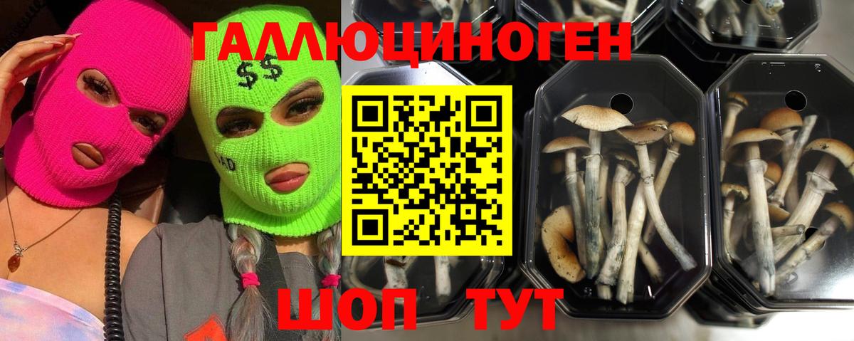 Псилоцибиновые грибы Psilocybe Егорьевск